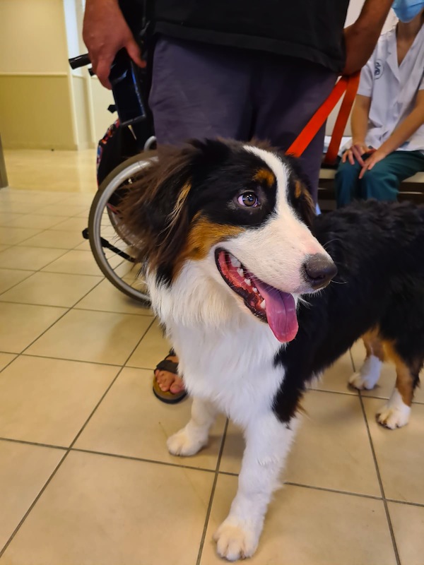 photo - Sheba is a trained physiotherapy dog. One of the patients he’s helping at Sheba Medical Centre is Nathaniel Felber, who suffered a head injury in a terror attack in December 2018