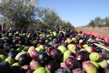 photo - Close-up of freshly picked olives in Sindyanna’s fair trade grove in Emek Yizrael
