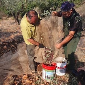 photo - Two men loading freshly picked olives in the organic grove of the Galilee’s Kfar Deir Hanna, November 2020
