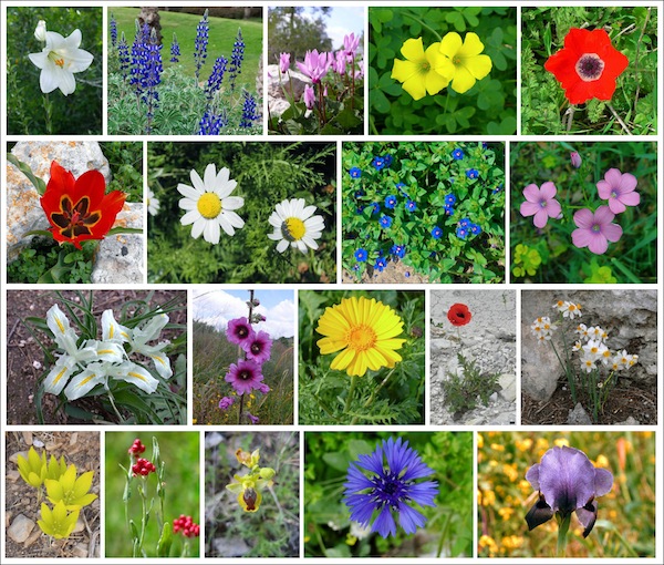 photo - A collage of Israeli wildflowers