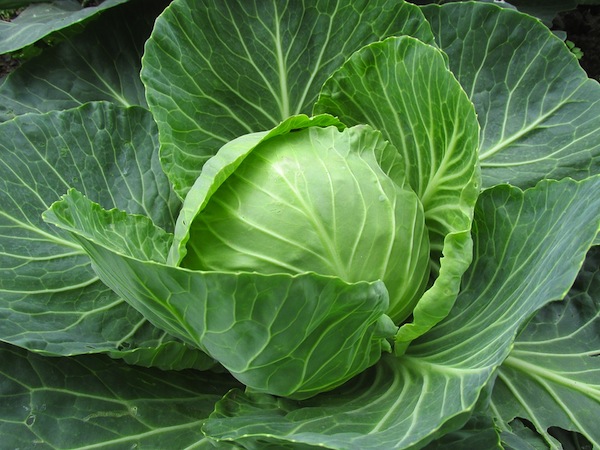 photo - Cabbage matzah never tasted so … good?