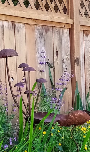 photo - Hummingbird in garden
