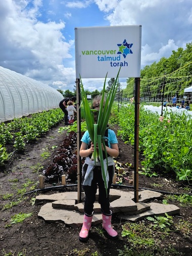 photo - Vancouver Talmud Torah Grade 1 students have a plot on Syd Belzberg’s farm, where they grew scallions and other vegetables