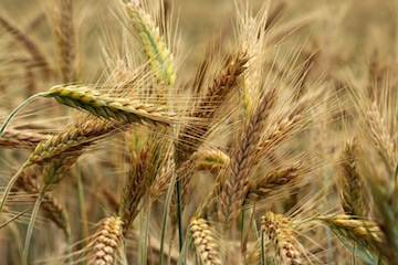 photo - In biblical times, barley was used as fodder for donkeys and horses so, if a person ate barley, it was a sign they were poor