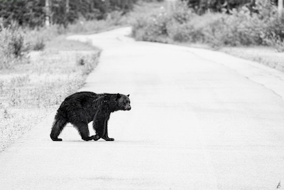 photo - It took a few hours of searching before Micah Groberman came across this bear and took its picture