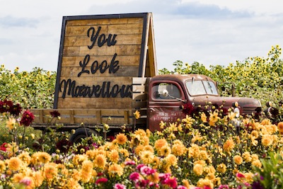photo - Micah Groberman took this photograph last year at the Richmond Sunflower Festival