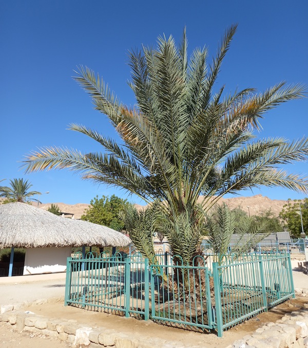 photo - Methuselah’s roots go back to the time of Masada, and even earlier