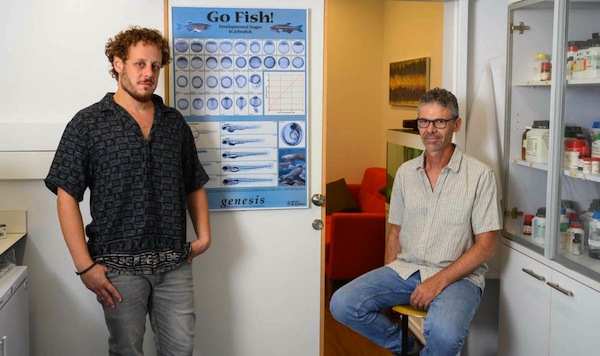 photo - Michael Gliksberg, left, and Prof. Gil Levkowitz are among the researchers who have discovered that oxytocin in a developing zebrafish brain determines later social behaviour