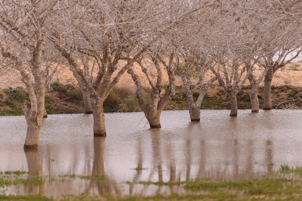 photo - Researchers at Ben-Gurion University of the Negev’s School of Sustainability and Climate Change have been experimenting with alternative ways of irrigating trees, in this case, by floodwater
