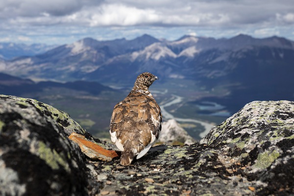 photo - Liron Gertsman’s Audubon Photography Award-winning photograph of a white-tailed ptarmigan, titled “Mountain Chicken”