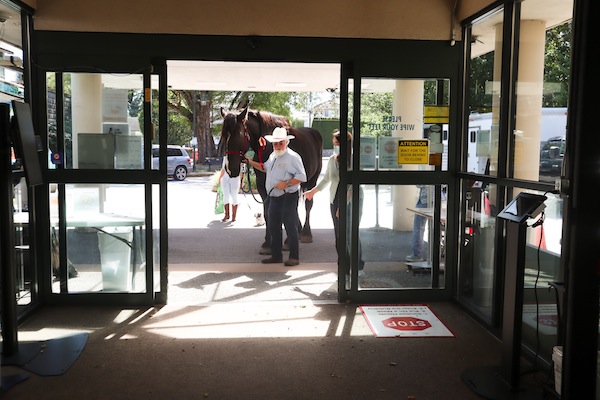photo - Loni the Percheron Horse comes in the entrance of the Louis Brier Home and Hospital