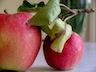 photo - apples