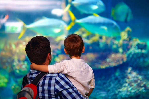 photo - One of the ways to prepare a child for a vacation is to start small. For example, take them to a local aquarium or other nearby attraction to get them used to the idea of touring