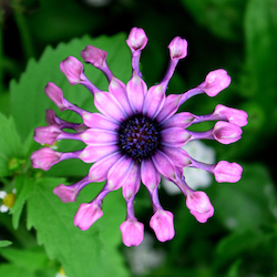 photo - “Burst of Colour” by Sidi Schaffer
