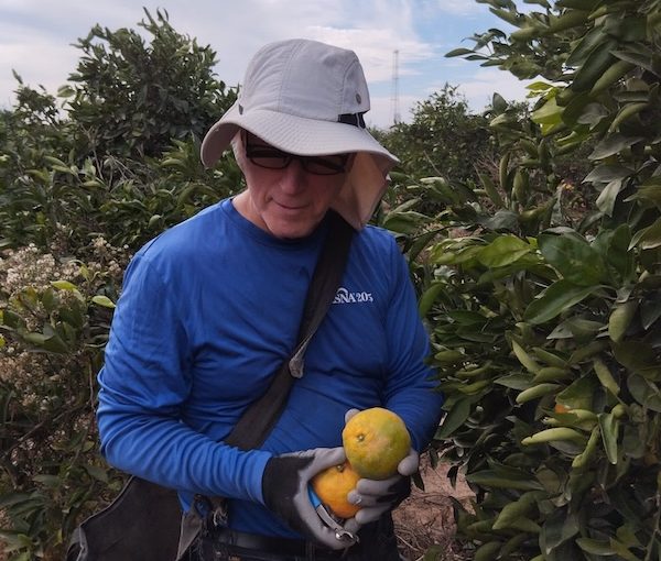 photo - The author’s husband, Dr. Scott Fields, picking tangerines in southern Israel, on Kibbutz Nitzanim