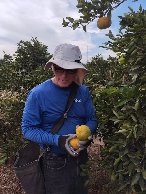 photo - The author’s husband, Dr. Scott Fields, picking tangerines in southern Israel, on Kibbutz Nitzanim