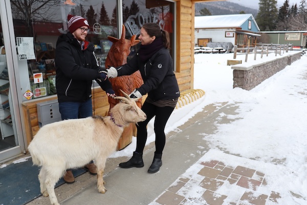 photo - There was a ceremonial handing over of a goat when Spencer Hall, left, bought the Rocky Mountain Goat newspaper from Laura Keil, who founded the paper in 2010. The goat, Buddy, was loaned for the occasion by Amanda Cameron
