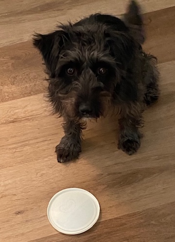 Rescue dog brings joy