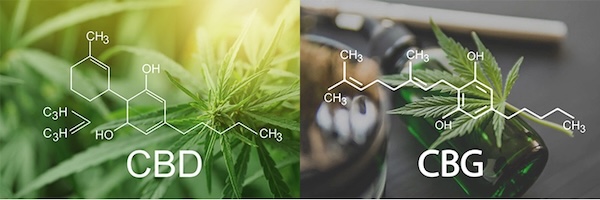 image - Hebrew University researchers have discovered that non-psychoactive cannabis compounds reduce liver fat and improve metabolic health in obese mice