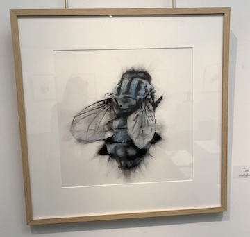 photo - “Fly” by Darcy Mann